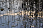 Reeds Relected In Lily Covered Water